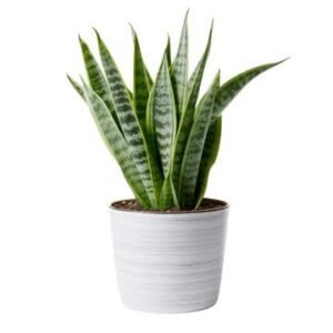 Dracaena
