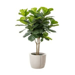 Ficus