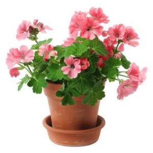Geranium