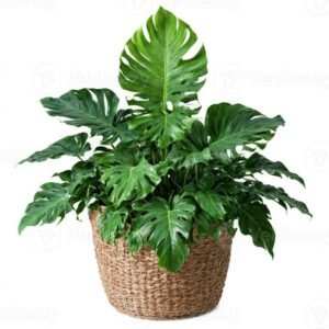 Philodendron