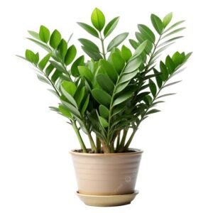 ZZ Plant