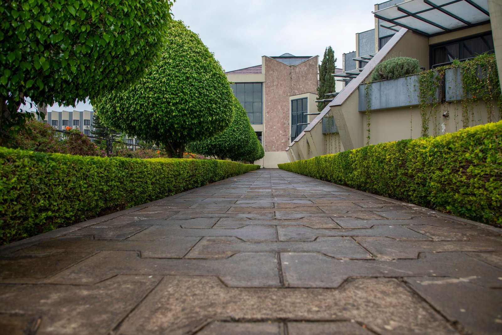 A symmetrical pathway flanked by neatly trimmed hedges leading to a modern building facade.